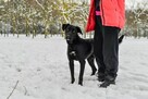 Goliat-młody o przyciągającym spojrzeniu pies do adopcji - 6