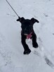 Szczeniak amstaff - 2