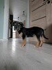 Zula- szorstkie cudo, szczeniak do adopcji - 7