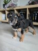 Zula- szorstkie cudo, szczeniak do adopcji - 2