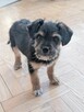 Zula- szorstkie cudo, szczeniak do adopcji - 4