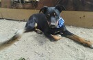 Kochany aktywny młody piesek poleca się do adopcji - 3