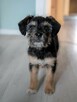 Zula- szorstkie cudo, szczeniak do adopcji - 5