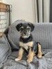 Zula- szorstkie cudo, szczeniak do adopcji - 3
