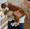 Szczenięta rasy Golden Doodle Mini do adopcji.