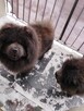 Chow Chow reproduktor - 3