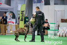 Owczarek belgijski malinois
