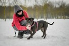 Puma-suczka w typie rasy amstaff do świadomej adopcji - 2