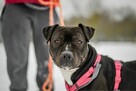 Puma-suczka w typie rasy amstaff do świadomej adopcji - 4