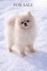 Pomeranian szczenię sunia - 2