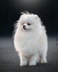 Pomeranian szczenię sunia - 3