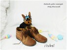 Yorkshire Terrier Malutki Mini Piesek NOBEL z Rodowodem i Wy - 4