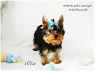 Yorkshire Terrier Malutki Mini XS Piesek NIKO z Rodowodem - 7