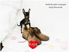 Pinczer miniaturowy (Ratlerek) Suczka KAJA z Rodowodem - 4