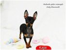 Pinczer miniaturowy (Ratlerek) Suczka KAJA z Rodowodem - 7
