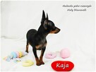 Pinczer miniaturowy (Ratlerek) Suczka KAJA z Rodowodem - 6