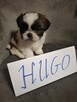 Shih tzu z wielopokoleniowym rodowodem - 3
