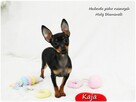 Pinczer miniaturowy (Ratlerek) Suczka KAJA z Rodowodem - 8