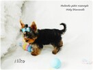 Yorkshire Terrier Malutki Mini XS Piesek NIKO z Rodowodem - 6