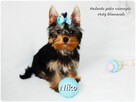 Yorkshire Terrier Malutki Mini XS Piesek NIKO z Rodowodem - 8