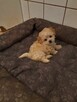 Maltipoo szczeniaki