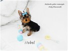Yorkshire Terrier Malutki Mini Piesek NOBEL z Rodowodem i Wy - 7