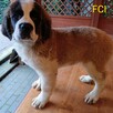 Bernardyn długowłosy FCI szczeniak dziewczynka - 7