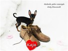 Pinczer miniaturowy (Ratlerek) Suczka KAJA z Rodowodem - 9