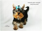 Yorkshire Terrier Malutki Mini XS Piesek NIKO z Rodowodem - 5