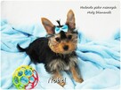Yorkshire Terrier Malutki Mini Piesek NOBEL z Rodowodem i Wy - 9