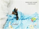 Yorkshire Terrier Malutki Mini Piesek NOBEL z Rodowodem i Wy - 3