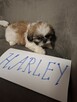 Shih tzu z wielopokoleniowym rodowodem - 4