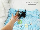 Yorkshire Terrier Malutki Mini Piesek NOBEL z Rodowodem i Wy - 6