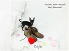 Pinczer miniaturowy (Ratlerek) Suczka KAJA z Rodowodem - 5