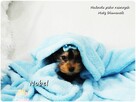 Yorkshire Terrier Malutki Mini Piesek NOBEL z Rodowodem i Wy - 2
