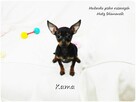 Pinczer miniaturowy (Ratlerek) Suczka KAMA z Rodowodem - 4
