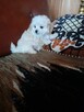 Maltipoo szczeniaki