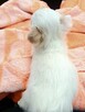 Unikatowa Mini Biało Biszkoptowa Chihuahua - 6