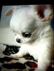 Unikatowa Mini Biało Biszkoptowa Chihuahua - 1