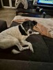 Bruno w typie terriera młody psiak szuka domu! pies psy - 5