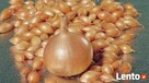 Onion sets лук севок цибуля сіянка arpagicul cebula dymka