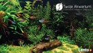 Twoje Akwarium - Projektowanie Zakładanie Pielęgnacja - 2