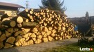 drewno dab