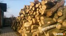 drewno dab