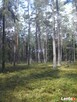 Trzebież-przecinka leśna,pięlęgnacja lasów. - 5