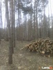 Trzebież-przecinka leśna,pięlęgnacja lasów. - 4