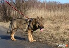 Wilczkowaty Aleks czeka na drugą szansę! - 6