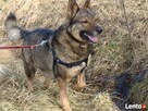 Wilczkowaty Aleks czeka na drugą szansę! - 4