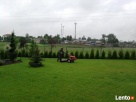 Pielęgnacja ogrodów, wycinki i przycinanie drzew i krzewów - 3