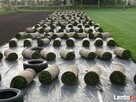 Trawniki, trawa z rolki w rolkach z folii Szczecin, Goleniów